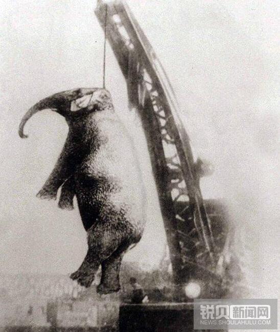 1916年起重吊死大象虐待动物的悲剧