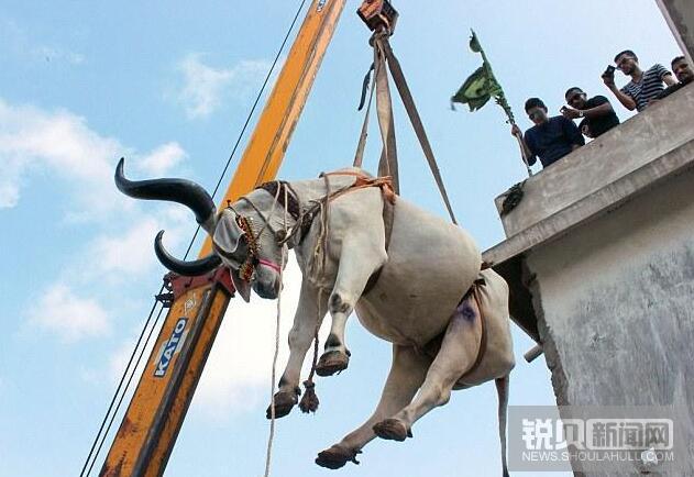 动用18米起重机高空起降只为起吊两头牛